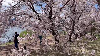 Fujisan | Mount Fuji | Cherry blossom | Kawaguchi Lake | Lucky Channel