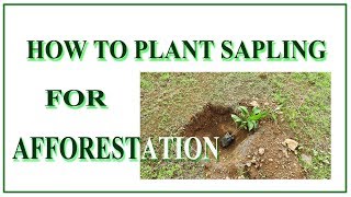 How To Plant Sapling For Afforestation-Hariyali Demo 1