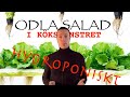 Odla sallad i köksfönstret året runt.