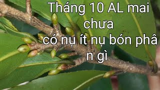 Tháng 10 âm lịch cây mai vẫn chưa có nụ, có tạo nụ kịp không tết có bông không.