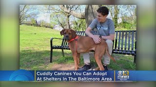Cuddly Canines You Can Adopt Now In And Around Baltimore