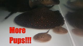 Breeding freshwater stingrays in smaller aquariums. It can be done!!