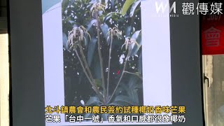 北斗鎮農會和農民簽約試種椰奶香味芒果