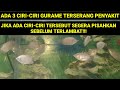 CIRI-CIRI IKAN GURAME TERKENA PENYAKIT JAMUR