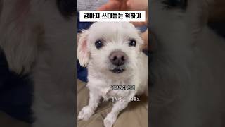 강아지 쓰다듬는 척하기🐶🤍