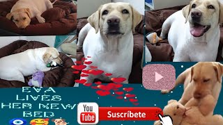 Eva likes her new bed 🧿😄🛏️❤️#eevathelabrador #entertainment #doglover #funny #vairalvideo #youtube