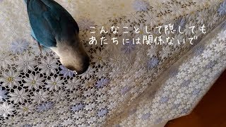 入ってはいけない場所へのボタンインコの侵入経路を確認する