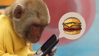 Monkey Baby Jerry order new burger for dinner and build new window