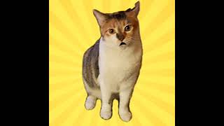 Message From Claire Bear My Cat