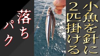 小魚をサビキにつけ深海に落すと想像以上の大物が食って激ヤバ