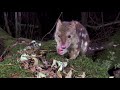 spotted tailed quoll or bindjulang of northern nsw in 4k