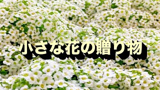 🌸 小さな幸せが人生を彩る花「アリッサム」の物語 🌸