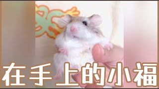 Hamsterdingding．在手上的老公公鼠．倉鼠．小露寶．小路寶．老公公鼠 [小福Siu Fook]