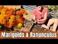 🌷 The Soil Was SO BAD! Plus Pre-Sprouted Ranunculus Corms & Marigolds | Fixing Drip Irrigation