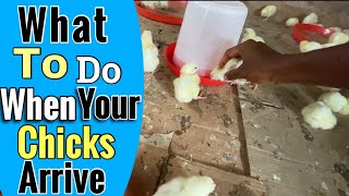 What to Do Immediately When Your Day Old Chicks Arrive