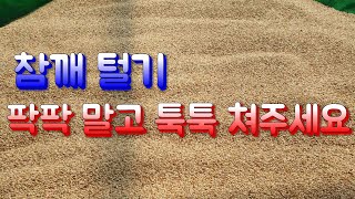 23년 참깨털기➡️참깨터는 방법 가볍게 툭툭 쳐주세요📍참깨 건조 방법 📍참깨 베는시기📍참깨말리는방법