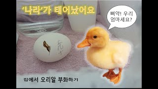 집에서 오리 부화하기. 거의 실패할뻔 한 오리부화 이야기. 인공파각으로 겨우 태어났어요.