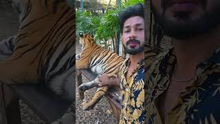 ജീവനുള്ള കടുവയുമായി കളിക്കണോ? -Playing With Real Tiger