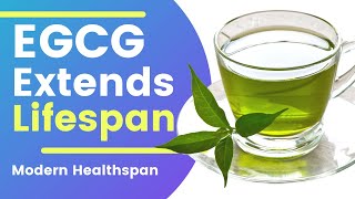 EGCG Extends Lifespan |  Modern Healthspan Study Review