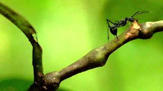 Golden-tailed Spiny Ant (Polyrhachis ammon)  and Spiny Ant (Polyrhachis sp) early morning routine