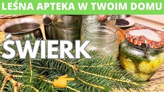 Świerk- leśna apteka w twoim domu. Na kaszel, odporność i relaks.