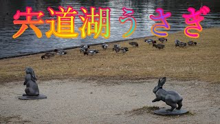 宍道湖うさぎ