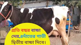 প্রতি বছর বাচ্চা দেয়া গরু,৪দাঁতের গরু দ্বিতীয় বাচ্চা দিবে,তাং১৪/১২/২০২৪ইং,cow.ফ্রীজিয়ান গাভী।