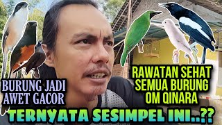 TERNYATA SESIMPEL INI ⁉️ RAWATAN SEHAT SEMUA BURUNG JADI GACOR || KUNCINYA HANYA BEGINI?