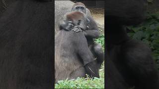 adorable #gorilla 😆💕 #gorillatag #金剛猩猩 #台北市立動物園 #shorts