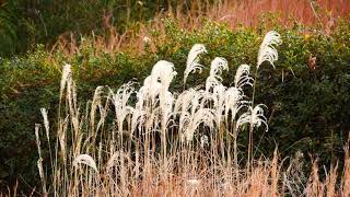 0588#道端の草花#ススキ[薄、芒]#大平公園#Roadside flowers#Miscanthus＃Ohira Park#20210117