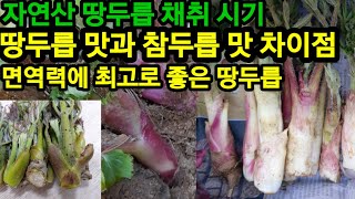 땅두릅과 참두릅 맛 차이점 과연 어떨까요 비교 해 보세요~?