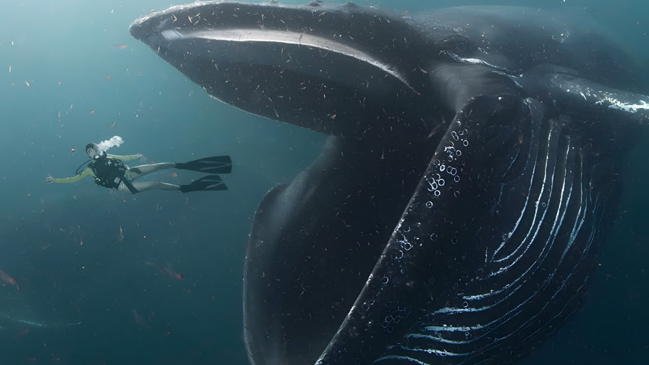 Top 10 Most Dangerous Sea Creatures Ever Discovered ёямкёяжиёярщ Youtube