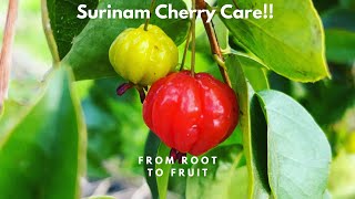 Surinam Cherry Care!!