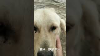 今日在大院的宝贝们  Dog rescue in China 20210903