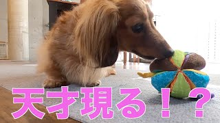 【元保護犬】知育玩具を攻略できるのか？【カニンヘンダックスえびすの日常】