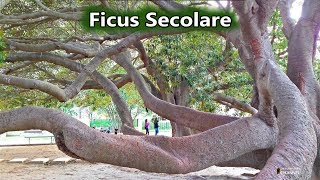 Secular Ficus of the Public Gardens of Cagliari ~ 6 April 2016 | Living in Cagliari