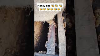 मधमाशी #bee keeping#bee#honey#honeybee#madhumakkhi#मधमाशी पालन#polynesian#honey#शेतकरी#farming#होर्त