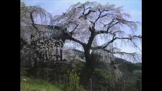 井手町　地蔵院のしだれ桜　玉川の桜　2010.4.4