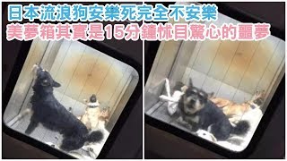 日本流浪狗安樂死完全不「安樂」，所謂「美夢箱」其實是15分鐘怵目驚心的「噩夢」【 汪汪仙貝 】