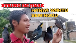 SEMUA BURUNG JALAK KEBO INI BISA JINAK || Cara Menjinakan Burung Jalak Kebo