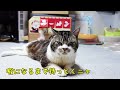 いつもありがとう♡リキ家のかわいい猫ちゃんたち～世界猫の日～【リキちゃんねる　猫動画】 キジトラ 猫のいる暮らし