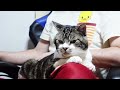 いつもありがとう♡リキ家のかわいい猫ちゃんたち～世界猫の日～【リキちゃんねる　猫動画】 キジトラ 猫のいる暮らし