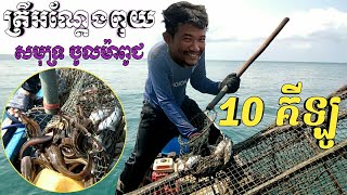 ពូជត្រីអណ្ដែងពុយសមុទ្រ = Sea catfish species