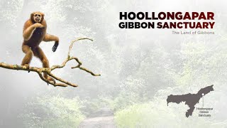 Why is Hoollongapar Gibbon Wildlife Sanctuary in news?