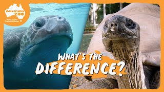 Turtles and tortoises, are they the same? | Australia Zoo Life