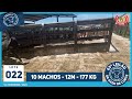 LOTE 022 - 10 MACHOS - 12M - 177 KG