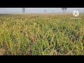 10 एकड़ जमीन बिकाऊ फतेहाबाद हरियाणा। agriculture land for sale in hariyana। fatehabad land for sale