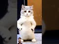 Amazing cat dance 🩰 #funny #dancingcat #cat #trending