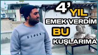 BU KUŞLARA 4’YIL EMEK VERDİM ! Hepsi yavrudan milyarlık posta güvercinler