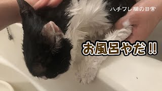 苦手なお風呂に入った猫、その理由とは！？